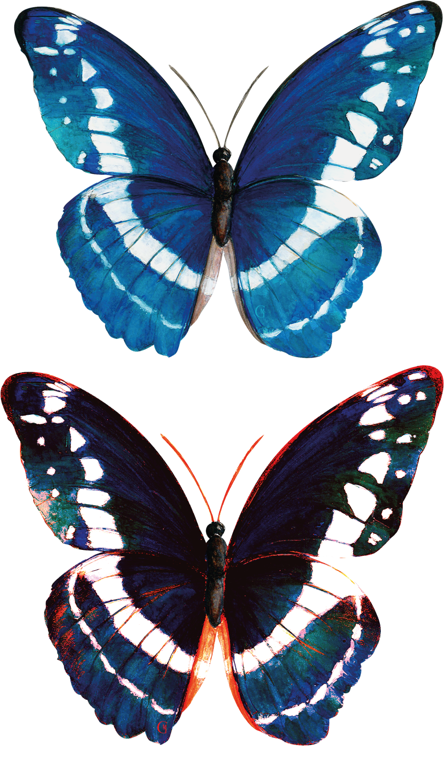 2 Papillons bleus
