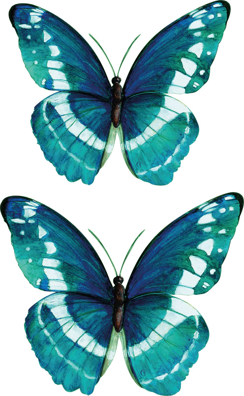 2 papillons bleus verts