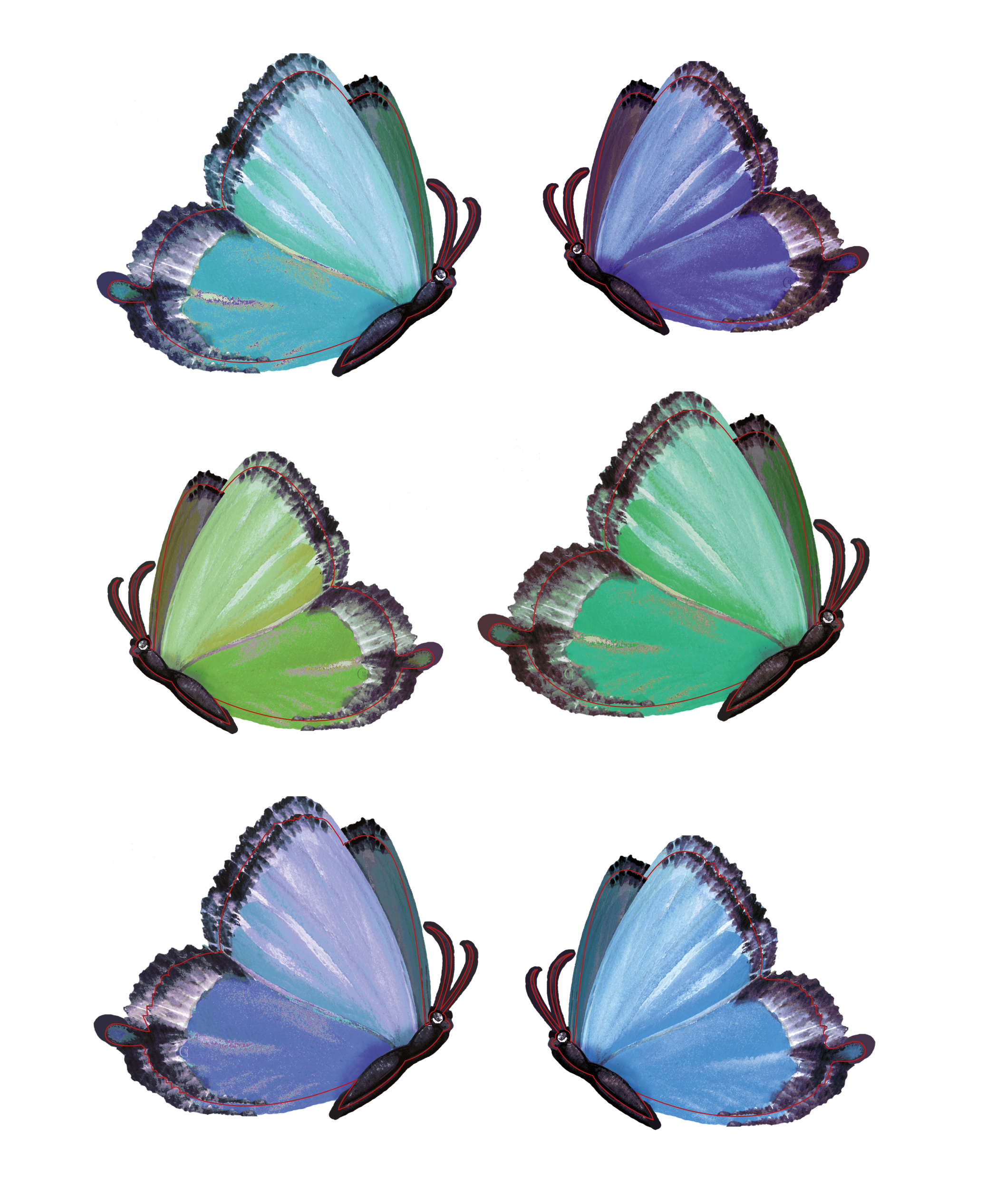 6 papillons bleu