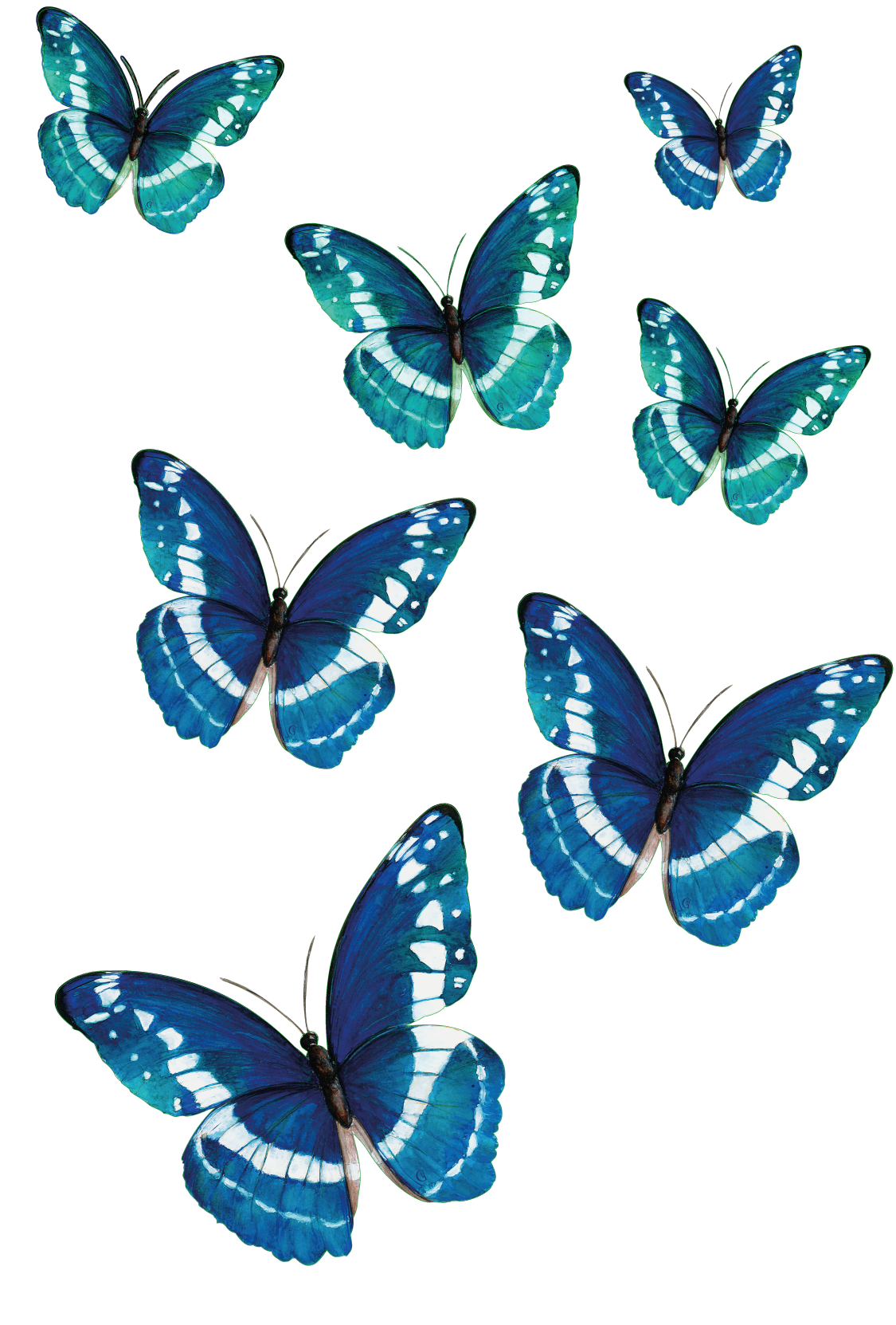 7 papillons nuance bleu